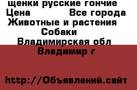 щенки русские гончие › Цена ­ 4 000 - Все города Животные и растения » Собаки   . Владимирская обл.,Владимир г.